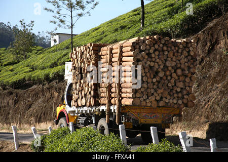 Tea plants Latin name Camellia sinensis , truck loaded with wood tree trunks , Tea gardens, Munnar, Kerala, India Stock Photo