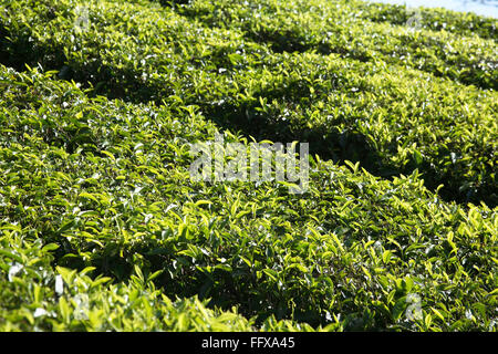 Tea plants Latin name Camellia sinensis fresh foliage and tender leaves , Tea gardens at Munnar , Kerala , India Stock Photo