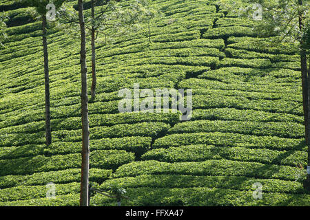 Tea plants Latin name Camellia sinensis fresh foliage and tender leaves , Tea gardens at Munnar , Kerala , India Stock Photo