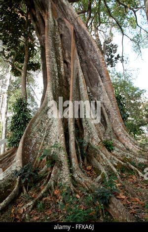 Banyan tree Botanical name Ficus bengalensis , Periyar wildlife Sanctuary , Thekkady , Kerala , India Stock Photo