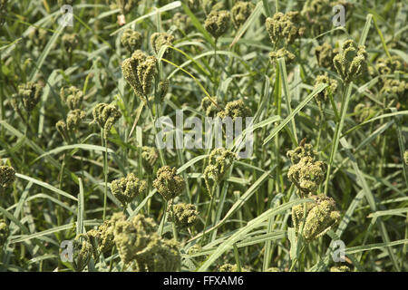 Finger millet Eleusine coracana , Amharic also known as African millet or Ragi food grain Stock Photo