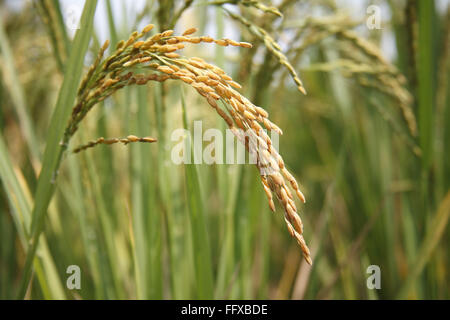 Grain , close up of matured rice ready for harvest in paddy field , Tamil Nadu , India Stock Photo