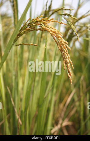 Grain , close up of matured rice ready for harvest in paddy field , Tamil Nadu , India Stock Photo