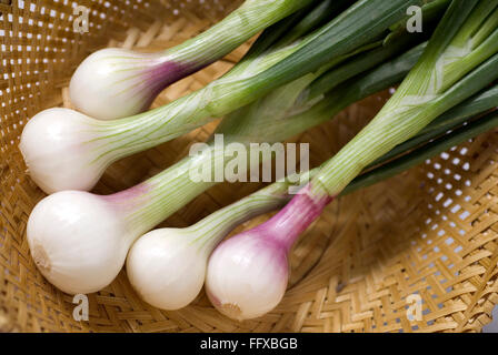 Spring onions five fresh green white salad vegetable in cane basket Stock Photo