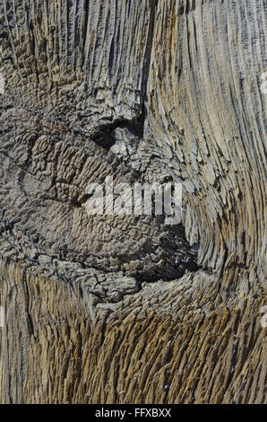Large knot in aged wood background image Stock Photo
