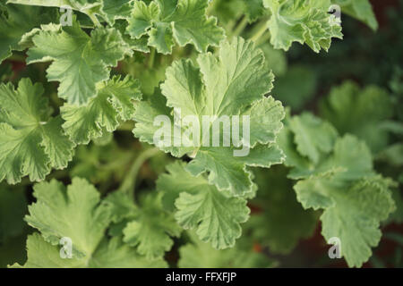 Sweet scented geranium, Geranium, Pelargonium graveolens, India, Asia Stock Photo