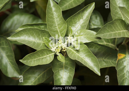 Medicinal plant Ashwagandha Withania somnifera - ang 206079 Stock Photo