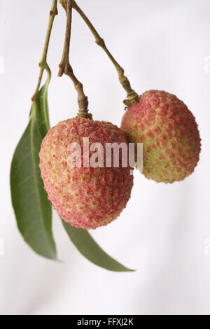 Litchi fruit with green leaves Litchi chinensis hanging against white background Stock Photo