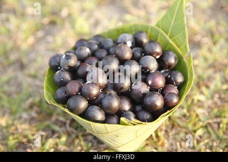 Karonda, Karwanda, Karanda, Carissa carandas, leaf container, India, Asia, Indian, Asian Stock Photo