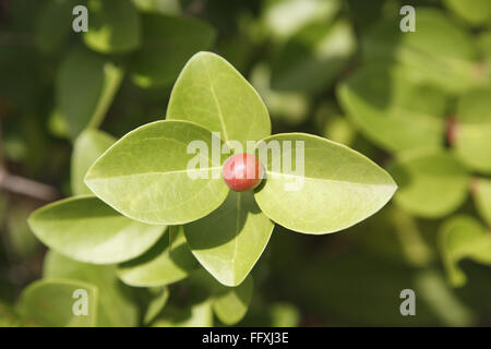 Fruit , Karonda Karwanda Carissa carandas naturally grown on plant Stock Photo