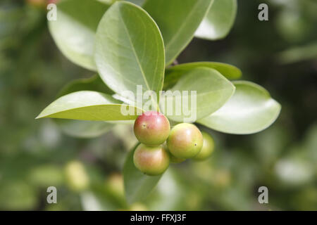 Fruit , Karonda Karwanda Carissa carandas naturally grown on plant Stock Photo