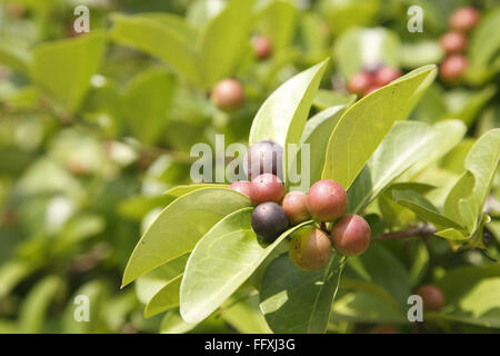 Fruit , Karonda Karwanda Carissa carandas naturally grown on plant Stock Photo