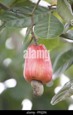Fruit , red cashew and seed mara¤¢n Anacardium occidentale Stock Photo