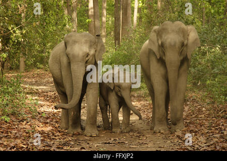 Asiatic Elephant family with young calf Elephas maximus in Corbett National Park Uttaranchal India - adi 108459 Stock Photo