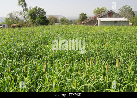 Pearl millet pennisetum glaucum field in Dimba village , District Pune , Maharashtra , India Stock Photo