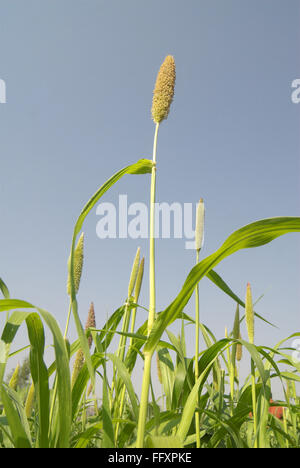 Pearl millet pennisetum glaucum field in Dimba village , District Pune , Maharashtra , India Stock Photo