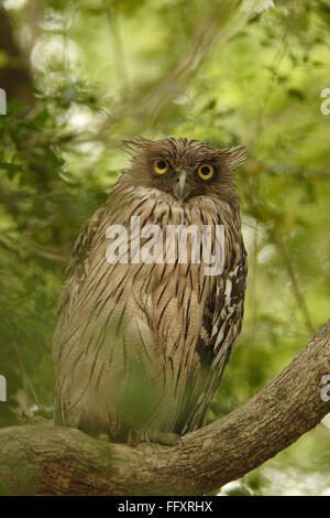 Brown Fish Owl (Ketupa zeylonensis) perched on a tree branch ...