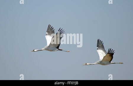 Birds , Demoiselle Crane Anthropoides virgo in flight Stock Photo