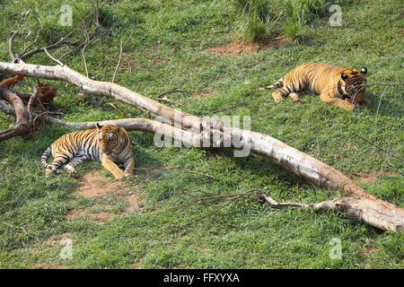 Bengal Tigers Panthera tigris in Guwahati zoo , Assam , India Stock Photo