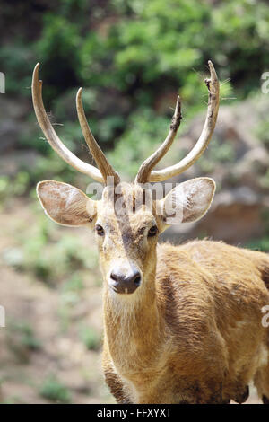 Brow Antler Deer Eld's Deer Cervus Eldi in background in Guwahati zoo , Assam , India Stock Photo