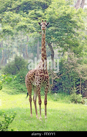 Giraffe Giraffe Camelopardalis Giraffe in Guwahati zoo , Assam , India Stock Photo