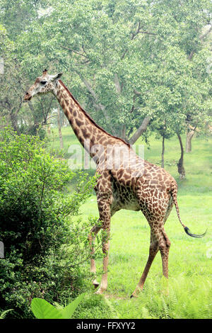 Giraffe Giraffe Camelopardalis Giraffe in Guwahati zoo , Assam , India Stock Photo