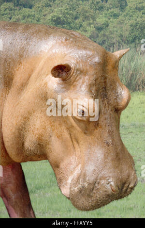 Pygmy Hippopotamus Hexaprotodon Liberiensis in Guwahati zoo , Assam , India Stock Photo