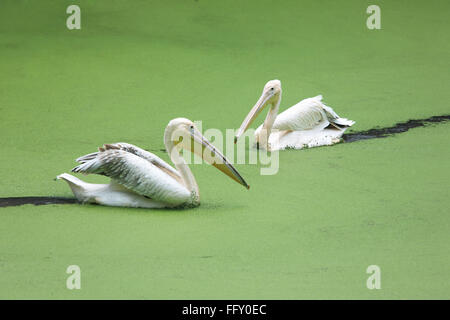 Water bird , pair of white Pelicans Pelecanidae Pelecanus onocrotalus in pond in Guwahati zoo , Assam , India Stock Photo