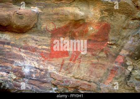 Cave paintings showing red bison attacking on rock shelters no 15 ten thousands years old Bhimbetka Bhopal Madhya Pradesh India - hma 208853 Stock Photo
