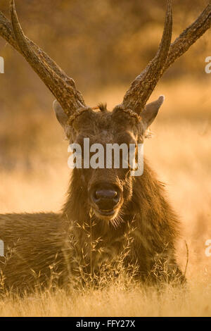 Barasingha or Swamp deer Cervus duvauceli , Ranthambore National Park , Rajasthan , India Stock Photo