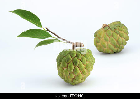 Fruits , custard apple or sitaphal annona squamosa sugar apple on white background Stock Photo