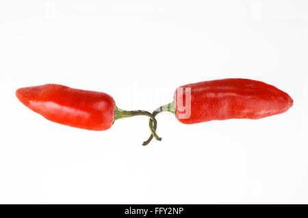 Indian spices , two red chilly or chillies capsicum annuum on white background Stock Photo