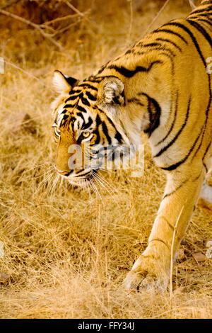 Tiger Panthera Tigris searching prey in Ranthambore National Park , Rajasthan , India Stock Photo