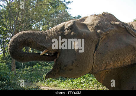 Indian elephant drinking water , Dudhwa National Park , Uttar Pradesh , India