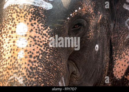 Close up image of an elephant used by a Hindu Temple near Madurai, Tamil Nadu, India, Asia Stock Photo