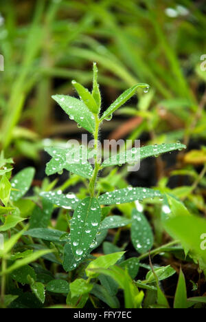 Dewdrops on small balsam plant , Malshej , Maharashtra , India