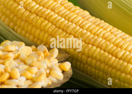 Food , dewdrops on sweet maize golden corn in husk Zea mays Bhutta Makki Makai Stock Photo