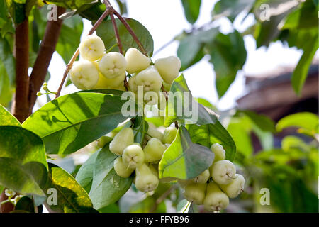 rose apple bengal hanging on tree Stock Photo