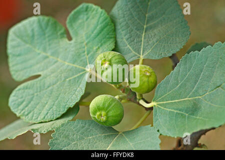 Fruits ; three green figs anjeer ficus carica with leaves on plant Stock Photo