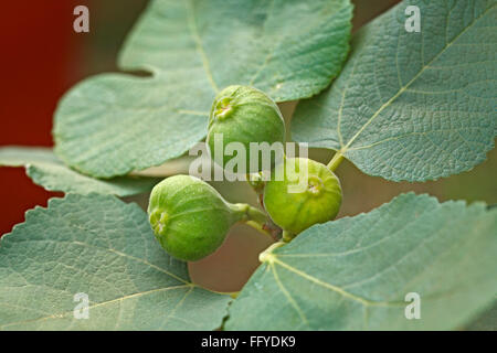 Fruits ; three green figs anjeer ficus carica with leaves on plant Stock Photo