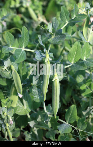 green peas plant pisum sativum garden peas pods hanging on plants in field Stock Photo