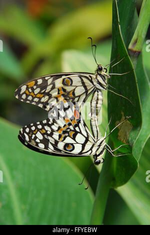 Lime butterfly mating Butterfly park Bannerghatta in Bangalore at Karnataka India Asia Stock Photo