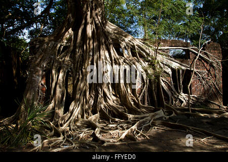 Roots of huge Banyan Tree Ross Island near Port blair Andaman islands India Stock Photo