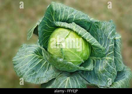 Green vegetable cabbage brassica oleracea var growing in field Stock Photo