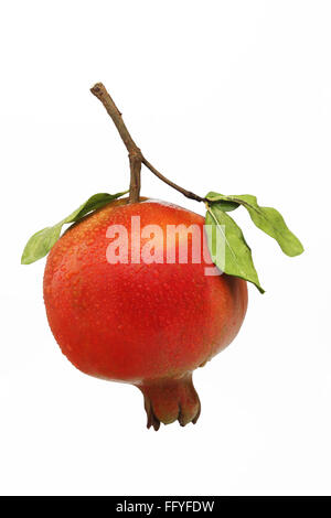 Pomegranate punica granatum ; India Stock Photo