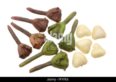 water caltrop (Trapa natans): fruit, Trapa natans, (printing pattern ...