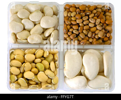 Pulses lima beans brown beans broad beans yellow field beans in square dish ; India Stock Photo