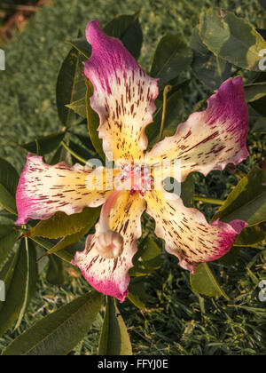 flower of the Kapok tree (Ceiba pentandra) Stock Photo
