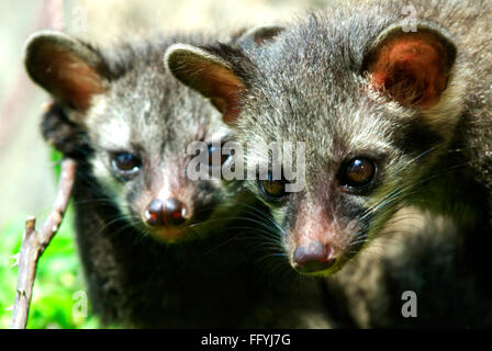 Asian palm civet ; coffee cat ; toddy cat ; paradoxurus hermaphroditus ; Coorg ; Karnataka ; India Stock Photo