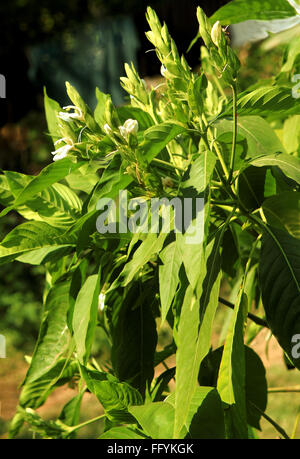 Ayurvedic medicinal plant Malabar Nut at Nemawar Madhya Pradesh India Stock Photo